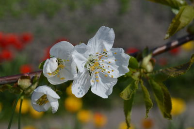 Close-up of white cherry blossoms