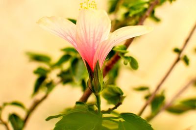 Close-up of flower blooming outdoors