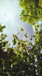 Low angle view of trees