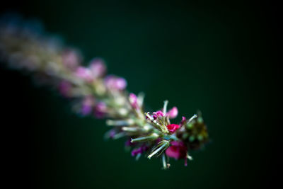 Close-up of pink flowers blooming outdoors