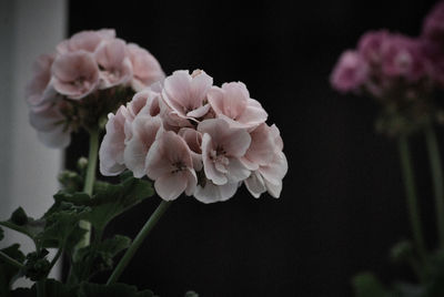 Close-up of pink rose flowers