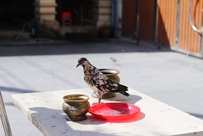 Bird perching on a table