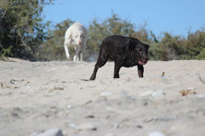 Dog running in a field