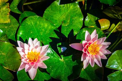 Close-up of pink lotus water lily in lake