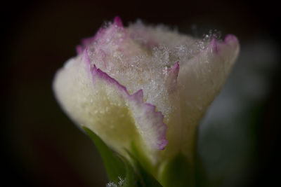 Close-up of wet pink flower