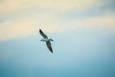 Bird flying against sky during sunset