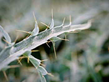 Close-up of lizard on plant