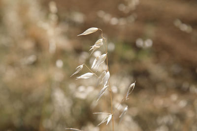 Close-up of white flower