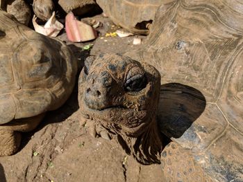 High angle view of a turtle in zoo