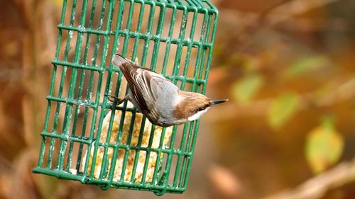 Close-up of bird perching in cage