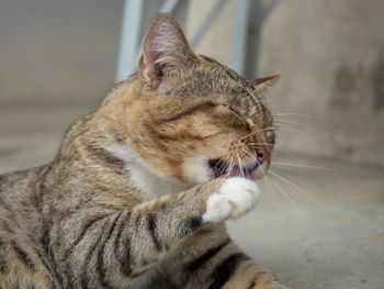 Close-up of a cat with eyes closed