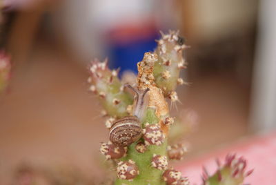 Close-up of snail on cactus