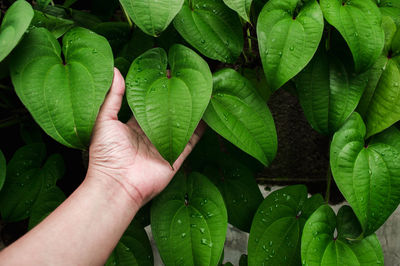 Close-up of hand touching leaf