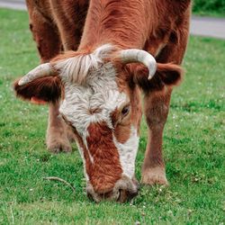 Beautiful brown cow portrait in the meadow