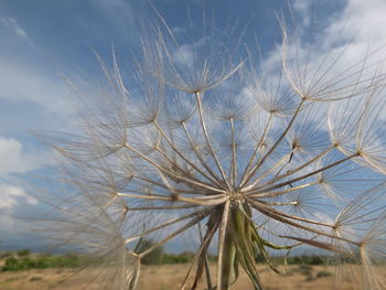 Close-up of dandelion on field against sky