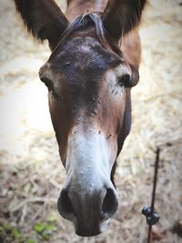 Close-up of a donkey on field