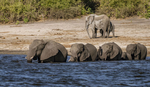 View of elephant drinking water