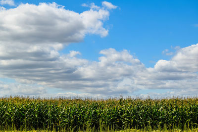 Crops growing on field against sky