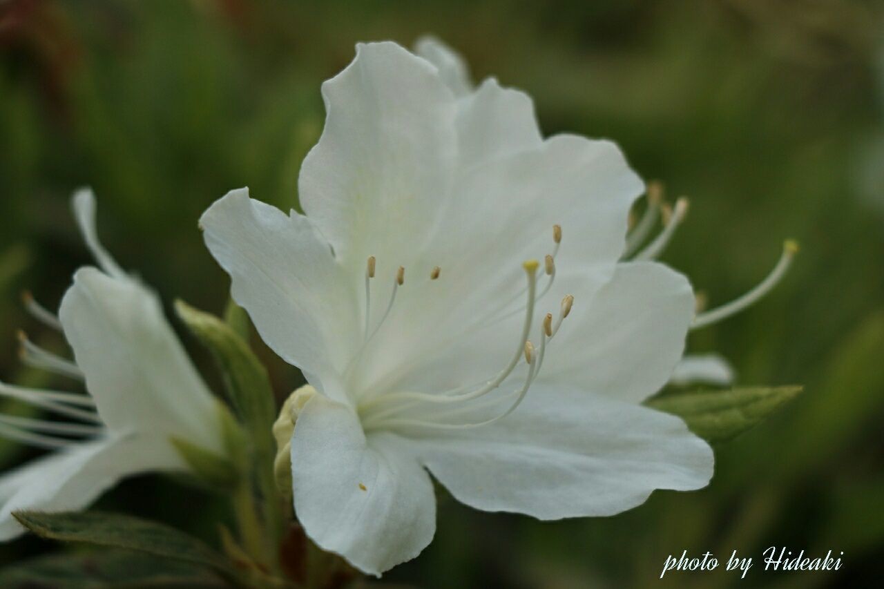 flower, petal, freshness, fragility, white color, flower head, growth, focus on foreground, close-up, beauty in nature, blooming, nature, plant, in bloom, park - man made space, selective focus, pollen, day, outdoors, white