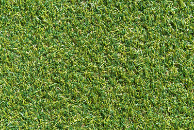 Full frame shot of plants on field