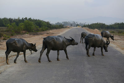 Water buffaloes crossing road during sunset