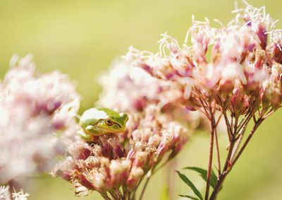 Close-up of insect on pink flower