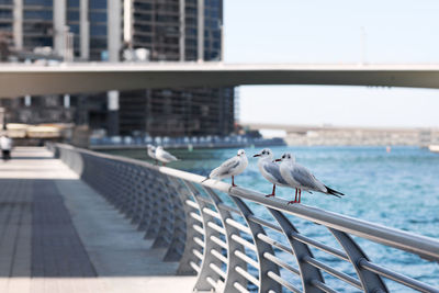 Seagulls sit on the parapet against the backdrop of the city landscape. 