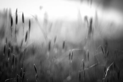 Close-up of plant against blurred background