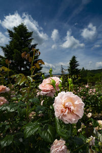 Close-up of pink flowering plants