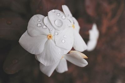 Close-up of white flower blooming outdoors