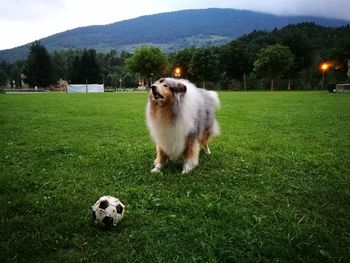 Dog resting on field