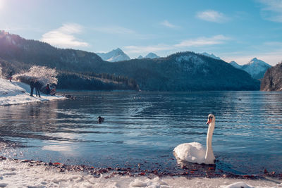 Swan swimming on lake against mountains