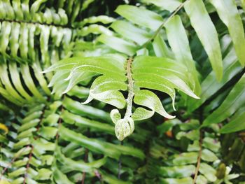 Close-up of wet leaves
