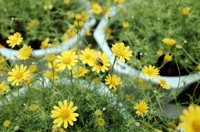 Close-up of yellow flowering plants on field