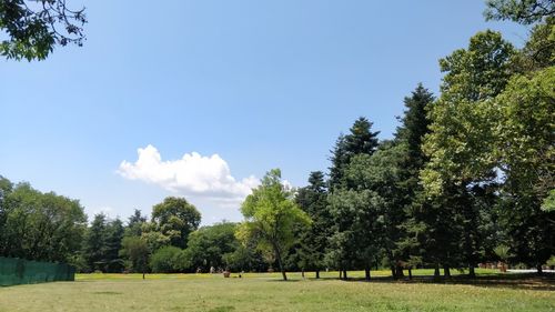 Trees on field against sky