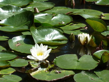 Close-up of lotus water lily in lake