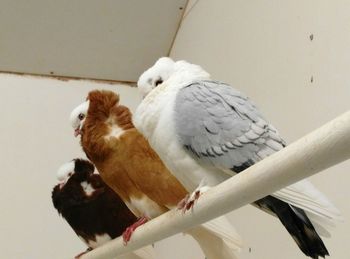 Close-up of bird perching on branch