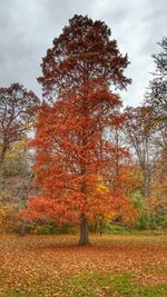 Tree in autumn against sky