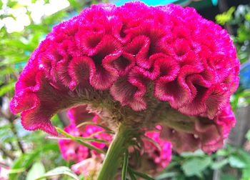 Close-up of pink flower blooming outdoors