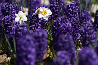 Close-up of purple flowering plants