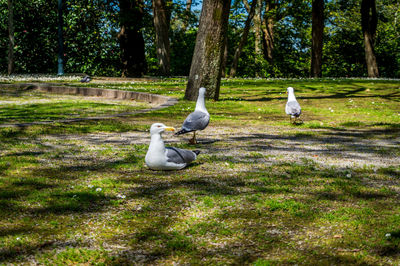 Birds on grassy field