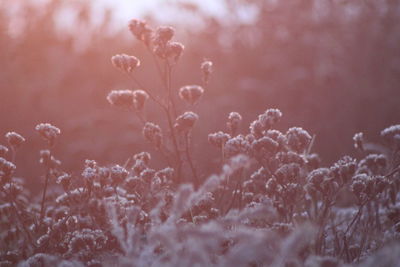 Close-up of frozen plant on field