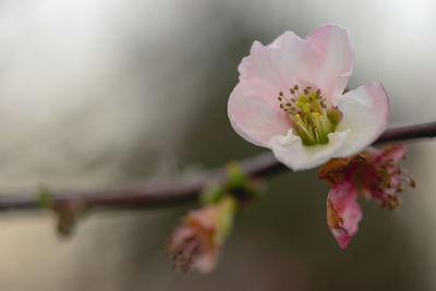 Close-up of pink cherry blossom