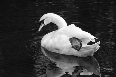 Close-up of swan swimming in lake