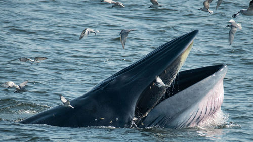 Whale came up to feed with birds flying around