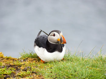 Close-up of bird on grass