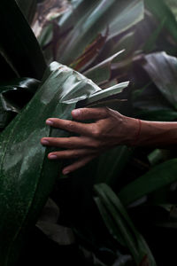 Close-up of hand holding leaves