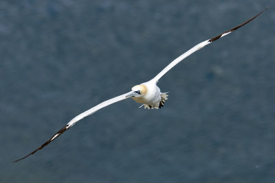 Close-up of bird flying over sea