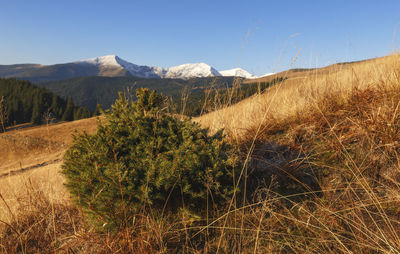 Scenic view of field against clear sky