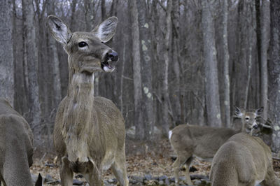 Whitetail deer visiting my backyard in pennsylvania